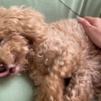 舌が出るハグちゃん