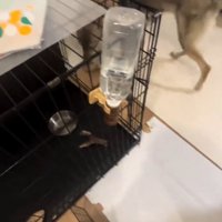 ケージの前へやってきた犬