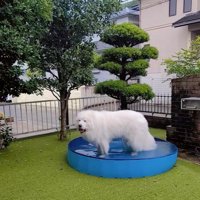 プールを満喫するミントくん