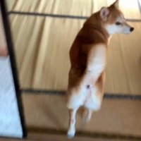 パパさんに呼ばれて行ったら…