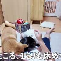 2人そろってパパの体の上に…