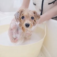 シャンプーをされて目を丸くしている犬