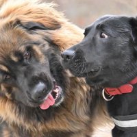 社交的なタイプです