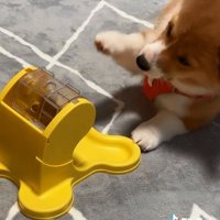前足をあげるむぎちゃん