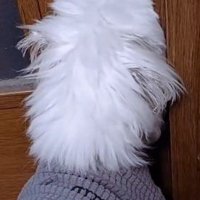 部屋のドアを見つめる犬