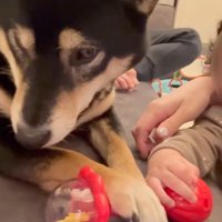 おもちゃを奪った麦ちゃん4