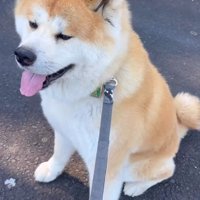 「今日は歩きません」