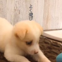 おもちゃに前足をかける小さな子犬