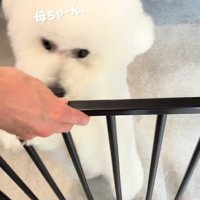 飼い主さんと再会
