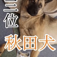 くつろぐ犬