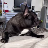 ワンが言えない秀吉くん4