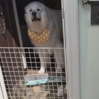 愛犬のミントちゃんでした♡