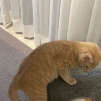 復讐を企てる猫ちゃん