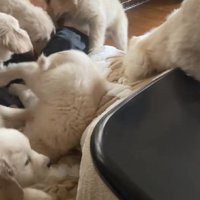 ママがコタツで寝ていたら…