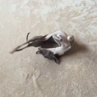 カーペットに寝転がって体をくねらせる細長い犬