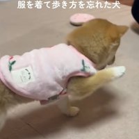 可愛い小雪ちゃん