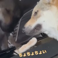 テレビ裏から出てくる猫の手を避けるチェコスロバキアンウルフドッグ