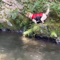 身を乗り出して男性を見つめる犬