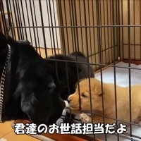 先輩犬と挨拶する子犬