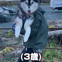 男性に抱っこされる大型犬