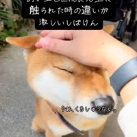 飼い主さんに撫でられるごんちゃん2