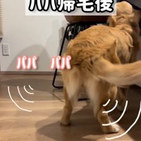 イスに座る男性のそばを歩き回る大型犬