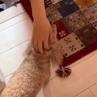 撫でてもらう犬