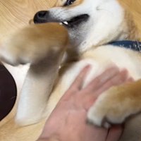 なでられるじろうくん