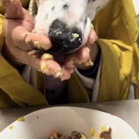 顔を近づけて夢中で食べる犬
