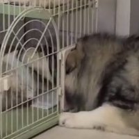 ケージに顔をはめた犬