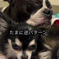 りくちゃんを枕にしていることも
