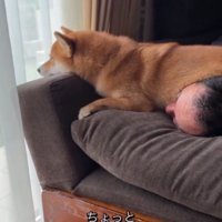 自分の顔の上に乗っている犬に声をかける男性