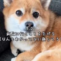 あずきちゃん