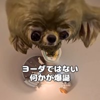 ヨーダのような犬