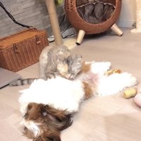 成長した犬を毛繕いする猫