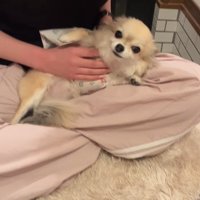 こはくちゃんとお姉ちゃんの再会6