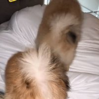 別日のわんこたち