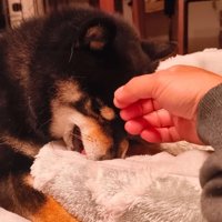 構ってもらってご満悦♪