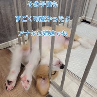 他の子をすすめられたけれど…