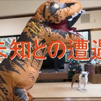 遠くへ逃げるブルドッグ