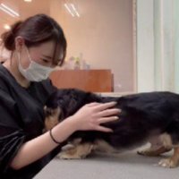 仲良しのわんこをトリミング
