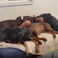 ワンコに埋もれて眠る