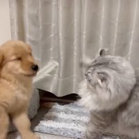 猫の洗礼を受けるヒナタちゃん