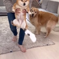 靴下を盗んでパパに捕まった！