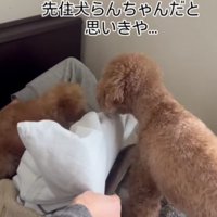 枕元に現れたのは…