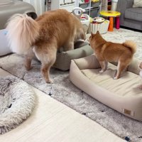子猫も興味津々♪