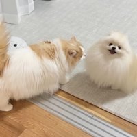ポテチくんとレモンさんの再会7