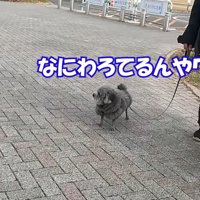 笑われて怒るゆず君