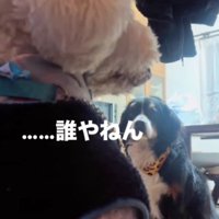 「誰やねん、お前…」「誰やねん、お前…」
