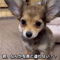 正面を向くガルウイングちゃん